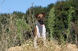 FOX TERRIER POIL LISSE 047